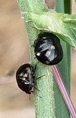 Coptosoma scutellatum