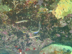 Trachinops noarlungae