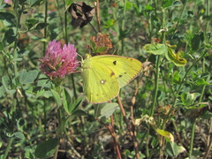 Colias