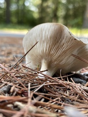 Ampulloclitocybe
