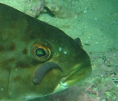 Cochleoceps bicolor
