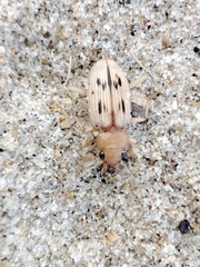 Eurynebria complanata