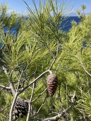 Pinus halepensis