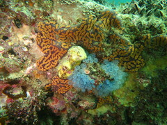 Clavelina moluccensis