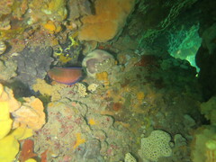 Austrolabrus maculatus