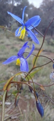 Stypandra glauca
