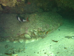 Pseudogoniistius nigripes