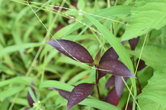 Alternanthera brasiliana