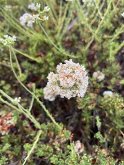 Eriogonum fasciculatum
