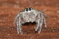 Hyllus diardi