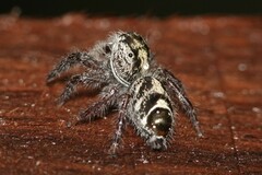 Hyllus diardi