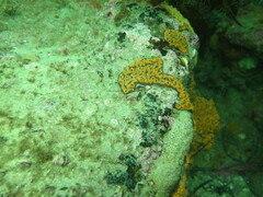 Botrylloides leachii