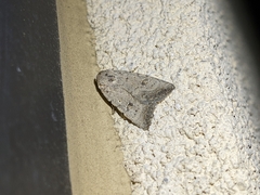 Caradrina montana