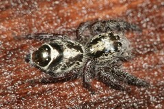 Hyllus diardi