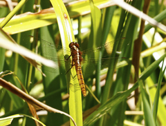 Rhodothemis lieftincki