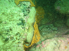 Botrylloides leachii