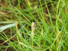 Trigonidium cicindeloides