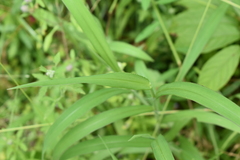 Digitaria ciliaris