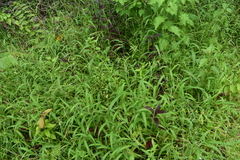 Digitaria ciliaris