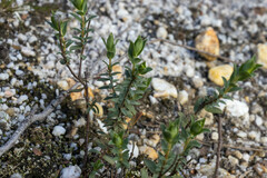 Pimelea humilis