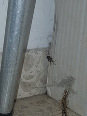 Latrodectus tredecimguttatus