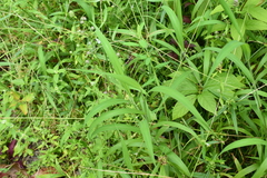 Digitaria ciliaris