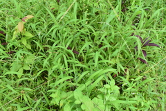 Digitaria ciliaris