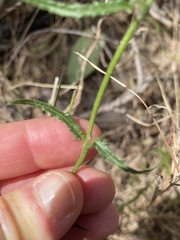 Senecio tenuifolius