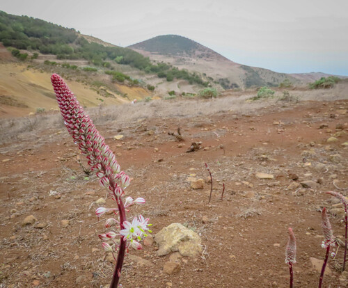 Drimia hesperia image