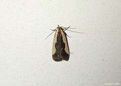 Dichomeris inserrata
