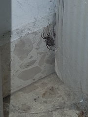 Latrodectus tredecimguttatus