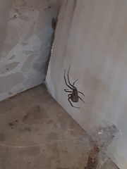 Latrodectus tredecimguttatus