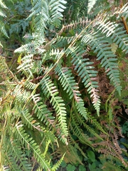 Pteridium