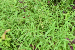Digitaria ciliaris