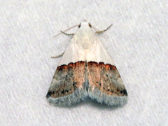 Eublemma seminivea