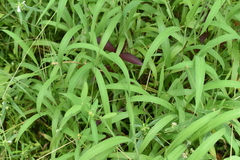 Digitaria ciliaris