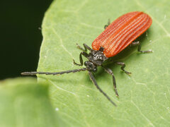 Pyropterus nigroruber