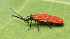 Pyropterus nigroruber