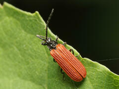 Pyropterus nigroruber