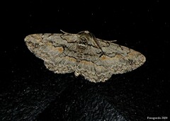 Iridopsis vellivolata
