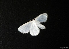 Lomographa vestaliata