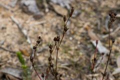 Gonocarpus tetragynus