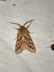 Lophocampa roseata