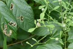 Alternanthera bettzickiana