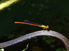Ceriagrion aeruginosum