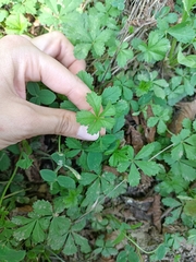 Potentilla reptans