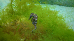 Hippocampus guttulatus