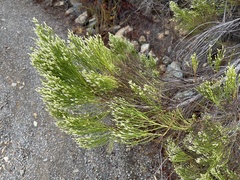 Baccharis sarothroides