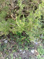 Erica arborea