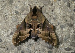 Paonias excaecata